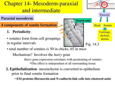 Mesoderm Layer に対する画像結果