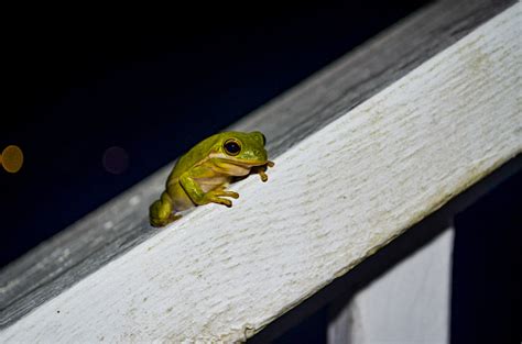 Image result for Little Tree Frog On a Tree