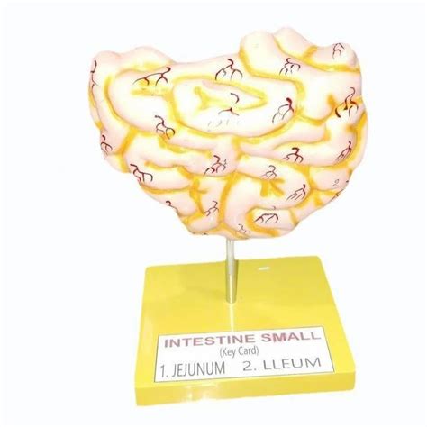 Small Intestine Model に対する画像結果