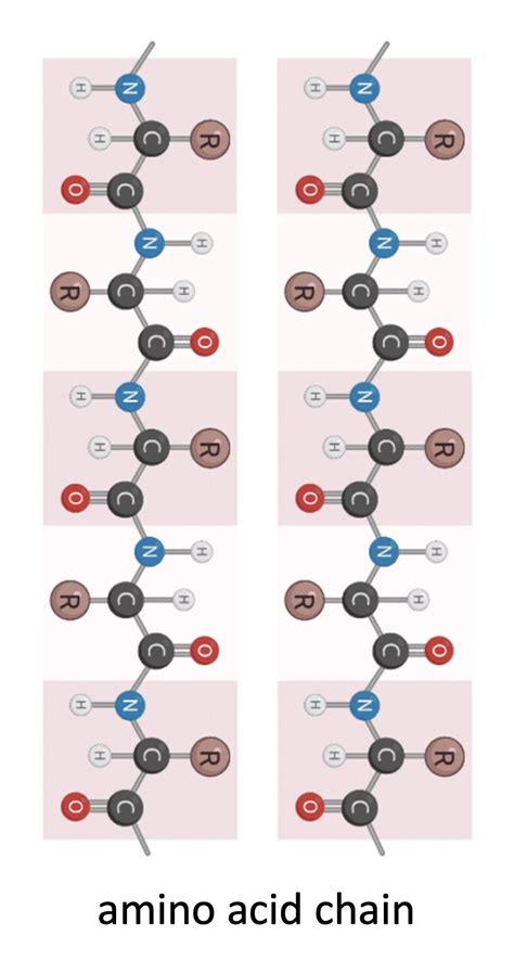 Image result for Protein Structure and Function