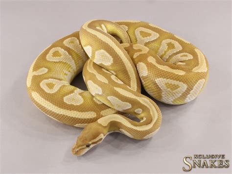 Toradh íomhá ar Mojave Ball Python