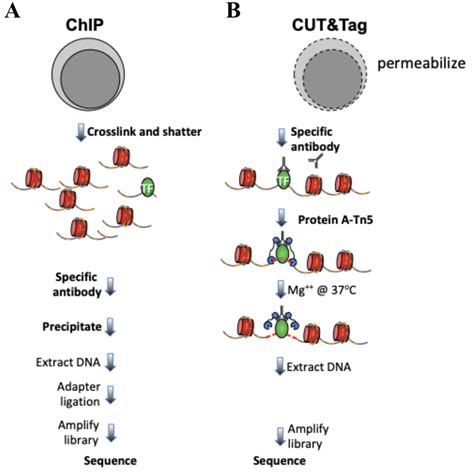 Toradh íomhá ar Cut and Tag Tutorial