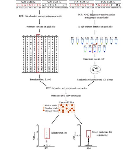 Image result for Affinity Maturation Method