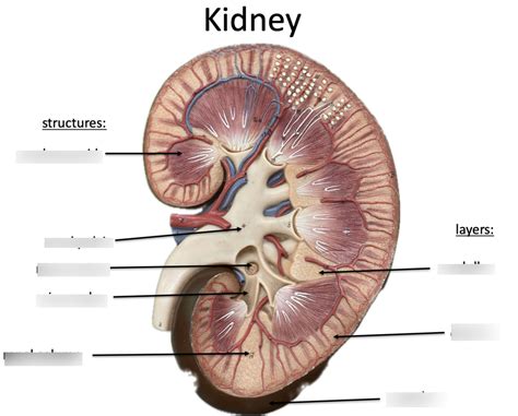 Image result for Surface Relations of Kidney Diagram