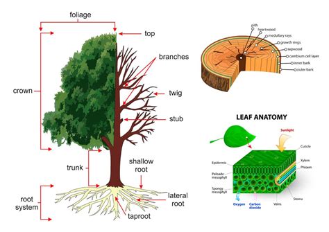 Toradh íomhá ar Tree Component