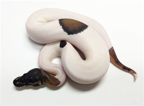 Image result for Pied Python