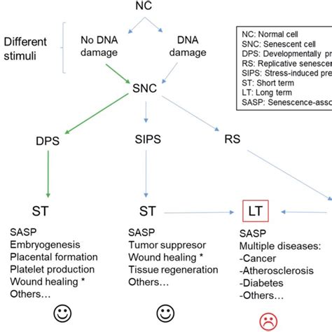 Image result for Senescence Pathways