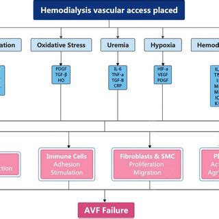 Image result for AVF Formation