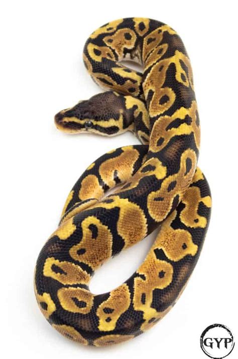 Afbeeldingsresultaten voor Spotted Orange Python