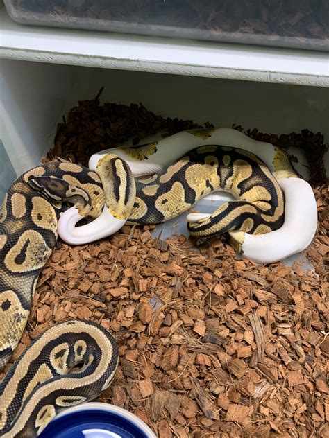 Image result for Ball Python with RI
