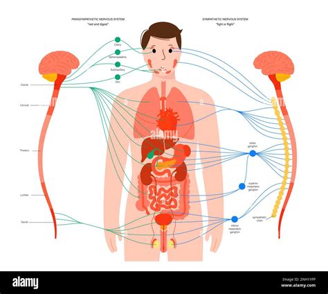 Image result for Autonomic Nervous System Model