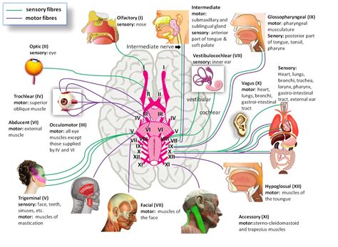 Toradh íomhá ar Cranial Nerves Full Brain Diagram