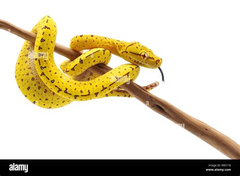 Image result for Green Tree Python White Background