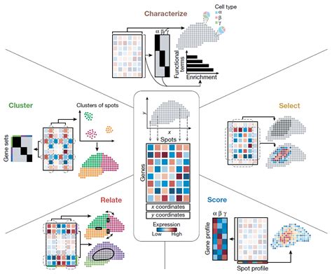 Fetal Heart Spatial Transcriptomics に対する画像結果