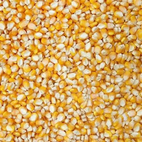 Image result for Ground Corn Feed