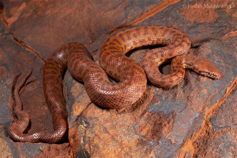 Image result for Pygmy Python