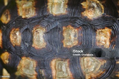 Turtle's Shell Pyramids に対する画像結果