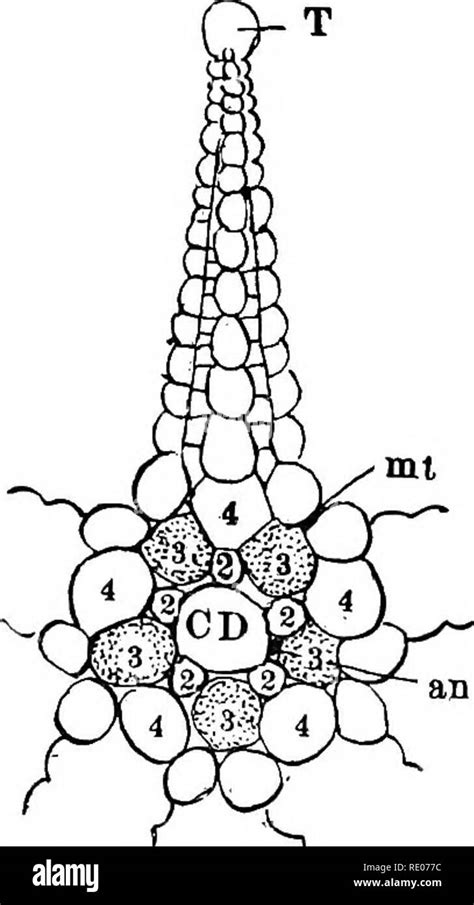 Toradh íomhá ar Dermal Plates