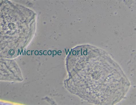 Image result for Human Cheek Cell Microscope