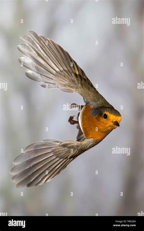 Image result for Robin Bird Flying