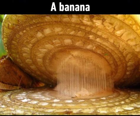 Image result for Everyday Objects Under Microscope