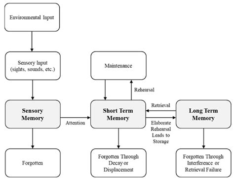 Image result for Detailed Information Processing Model