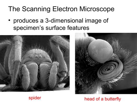Les Type De Microscope に対する画像結果