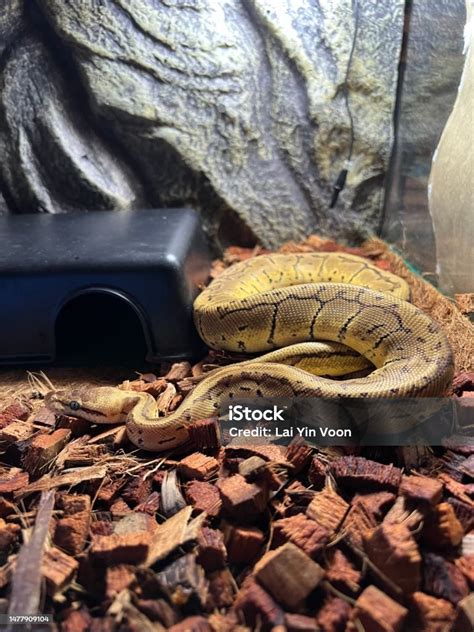 Image result for Terrarium Background Spotted Python