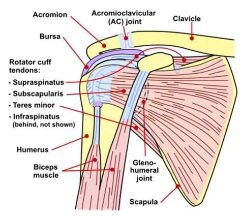 Internal Rotation Shoulder Rotator Cuff に対する画像結果