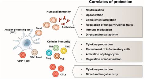 Humoral Cellular Immunity に対する画像結果