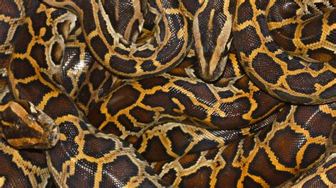 Image result for Yucatan Python
