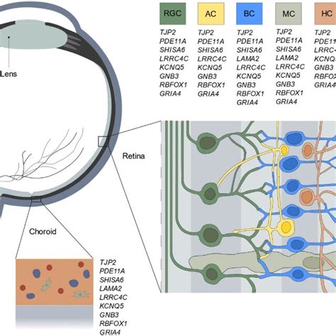 Optogenetic Gene Expression に対する画像結果