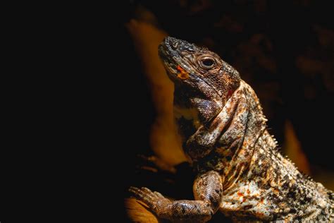 Image result for Lizard Front View