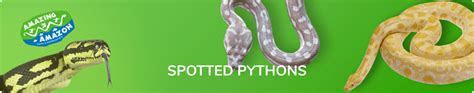 Image result for Spotted Python Setup