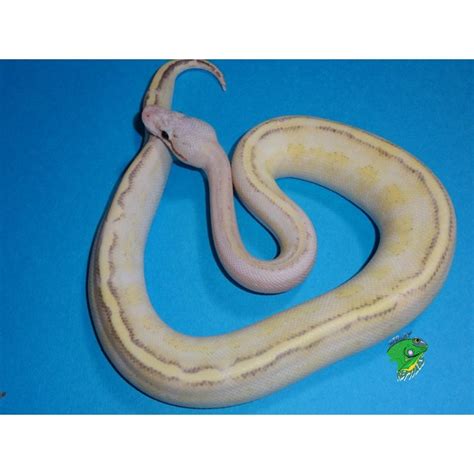 Image result for Baba Na Ivory Python