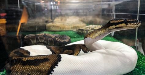 Full-Grown BLL Python కోసం చిత్ర ఫలితం