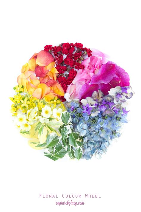 Image result for Flower Color Wheel