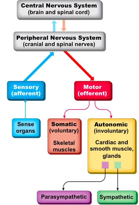 Functional Classification Nervous System に対する画像結果