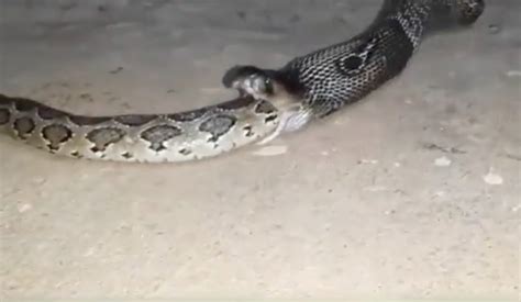 Toradh íomhá ar Reticulated Python vs King Cobra