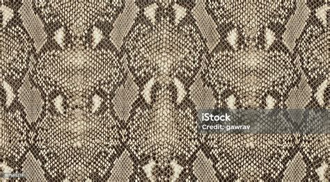 Image result for Leather Python Visual