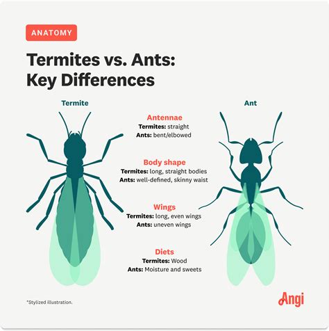 Flying Ants vs Termites に対する画像結果