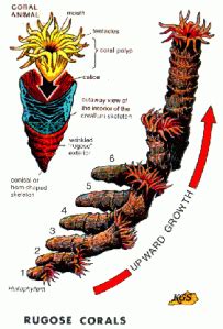 Image result for Survey Level Notes