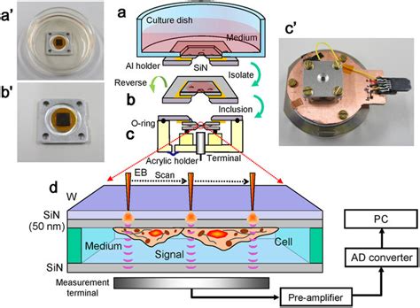 Image result for Expansion Microscopy Sample Dish