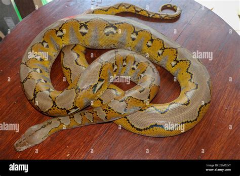 Image result for Python Gelb