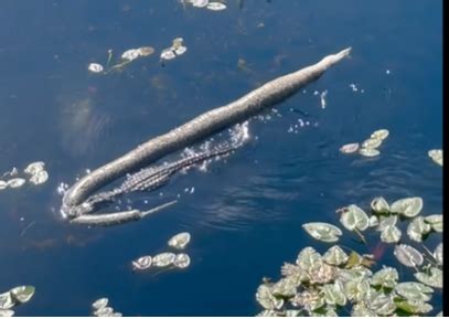 Image result for Alligator Dragging Python