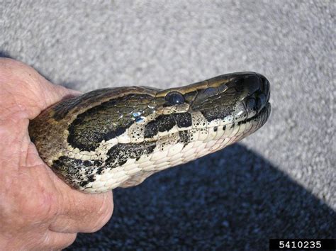 Toradh íomhá ar Python Genus
