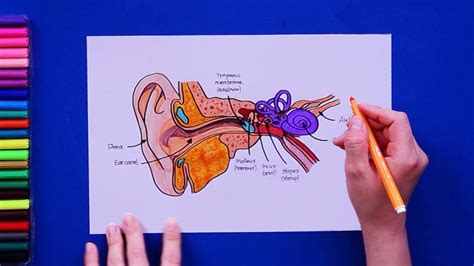 Toradh íomhá ar Life Sciences Grade 12 the Human Ear