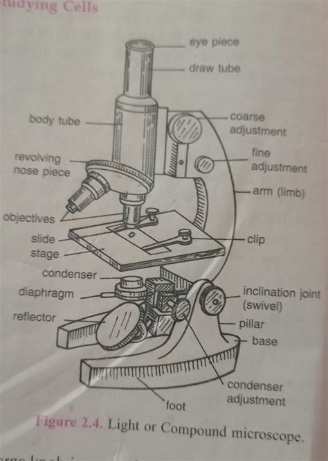 Image result for Compound Light Microscope Simple Diagram