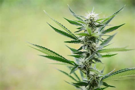 Autoflower Prosess Every Week に対する画像結果