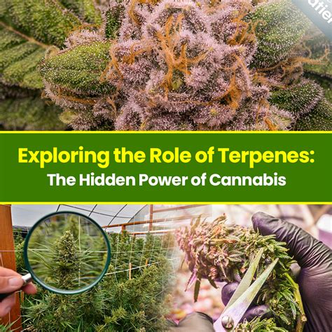 Bildergebnis für How to Add Terpenes to Water